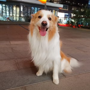 小潘潘不能唱《学猫叫》了?