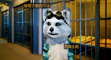 狗笼子里的熊坏坏!