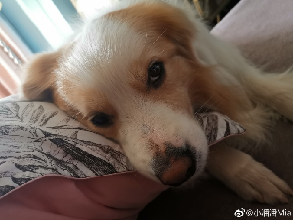 从不反水ta陪小潘潘同行!