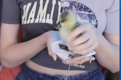 小呵集齐鸡鸭鹅，孵化非常专业！